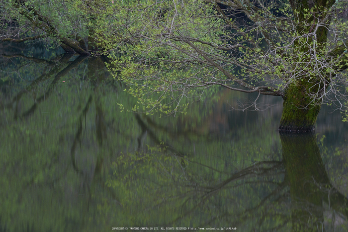 室生湖・新緑,桜(DSCF5082,F13,90.4mm)2014yaotomi_.jpg