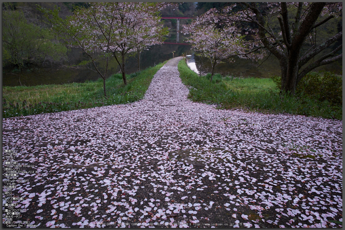 室生湖・新緑,桜(DSCF5115,F7.1,14)2014yaotomi_Top.jpg