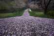 室生湖・新緑,桜(DSCF5115,F7.1,14,FULL)2014yaotomi_.jpg