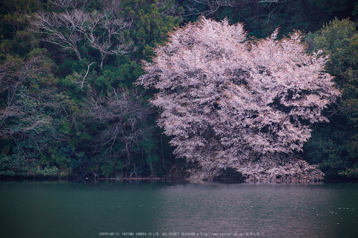 室生湖・新緑,桜(DSCF5164,F6.4,172.4)2014yaotomi_.jpg