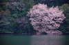 室生湖・新緑,桜(DSCF5164,F6.4,172.4,FULL)2014yaotomi_.jpg