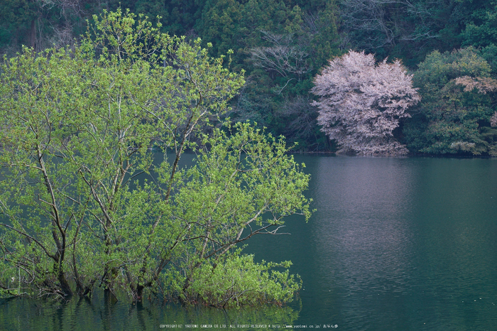 室生湖・新緑,桜(DSCF5169,F9,86mm)2014yaotomi_.jpg