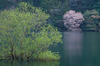 室生湖・新緑,桜(DSCF5169,F9,86mm,FULL)2014yaotomi_.jpg