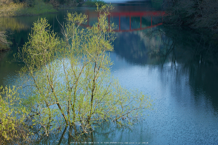 室生湖・新緑,桜(DSCF5210,F8,55mm)2014yaotomi_.jpg