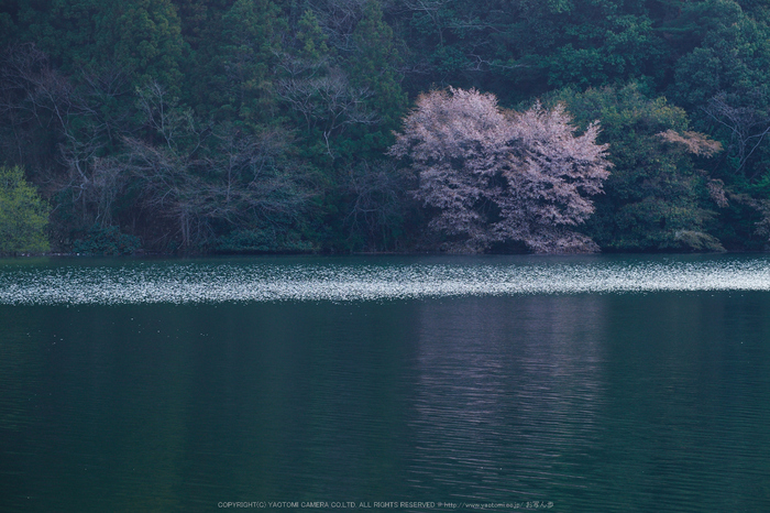 室生湖・桜(DSCF5182,F8,110.3mm)2014yaotomi_.jpg