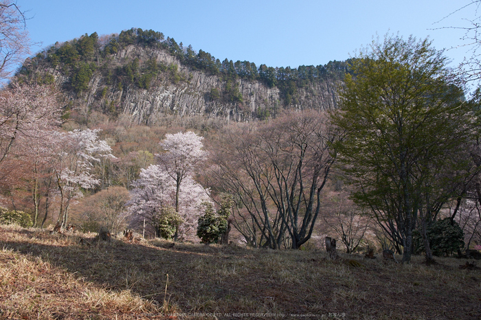 屏風岩公苑・桜(DSCF5244,F8,18mm)2014yaotomi_.jpg