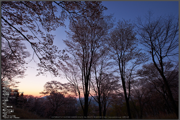 屏風岩公苑・桜(DSCF5458,F9,10mm)2014yaotomi_Top.jpg