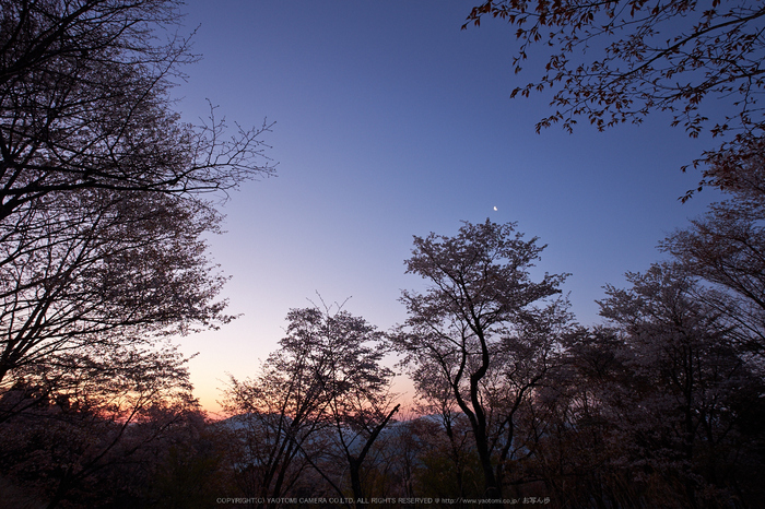 屏風岩公苑・桜(DSCF5458,F9,10mm,iso200)2014yaotomi_.jpg