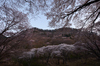 屏風岩公苑・桜(DSCF5471,F9,10mm,FULL)2014yaotomi_.jpg