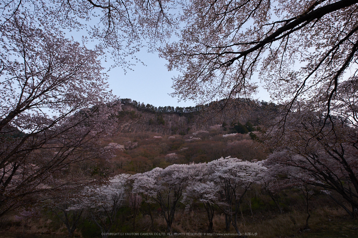 屏風岩公苑・桜(DSCF5471,F9,10mm,iso200)2014yaotomi_.jpg