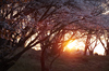 屏風岩公苑・桜(DSCF5507,F5,95mm,FULL)2014yaotomi_.jpg