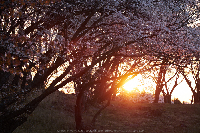 屏風岩公苑・桜(DSCF5507,F5,95mm,iso200)2014yaotomi_.jpg