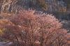 屏風岩公苑・桜(DSCF5522,F5.6,56mm,FULL)2014yaotomi_.jpg