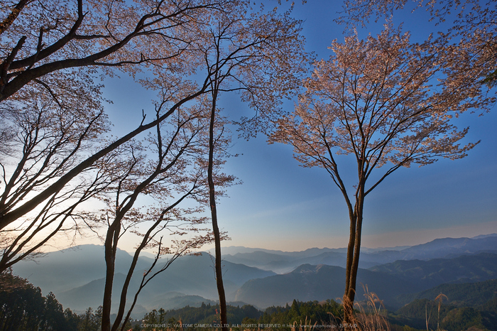 屏風岩公苑・桜(DSCF5559,F10,10mm,iso200)2014yaotomi_.jpg