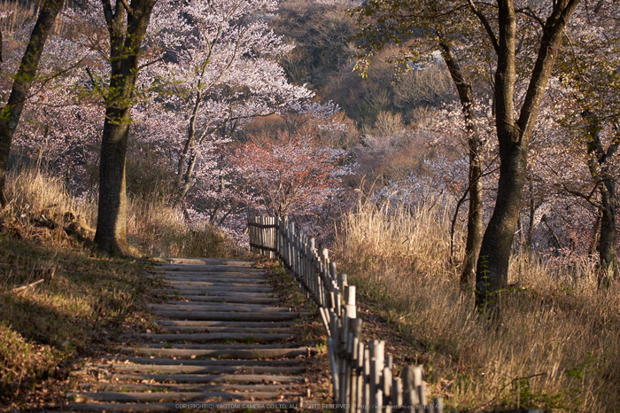 屏風岩公苑・桜(DSCF5580,F3.5,57.8mm,iso200)2014yaotomi_.jpg