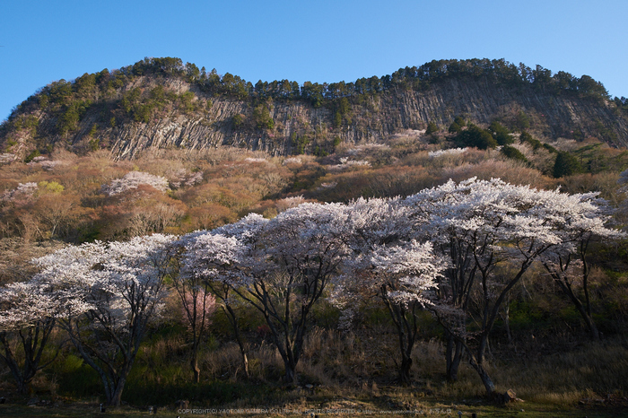 屏風岩公苑・桜(DSCF5600,F7.1,14.5mm,iso200)2014yaotomi_.jpg