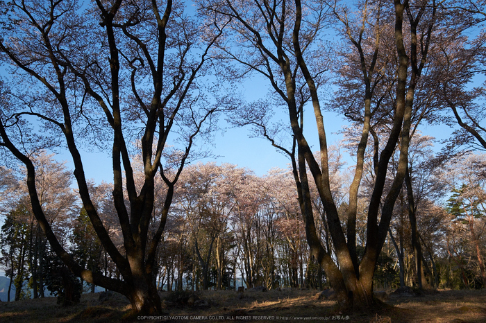 屏風岩公苑・桜(DSCF5602,F9,20.9mm,iso200)2014yaotomi_.jpg