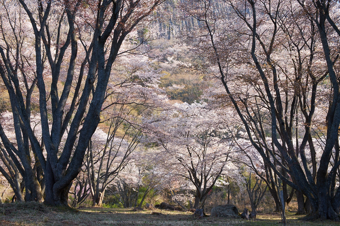 屏風岩公苑・桜(DSCF5624,F8,27.7mm,iso200)2014yaotomi_.jpg