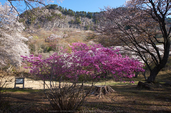 屏風岩公苑・桜(DSCF5658,F9,12mm,iso200)2014yaotomi_.jpg