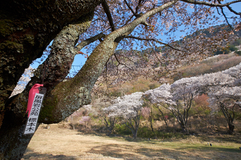 屏風岩公苑・桜(DSCF5659,F9,10mm,iso200)2014yaotomi_.jpg