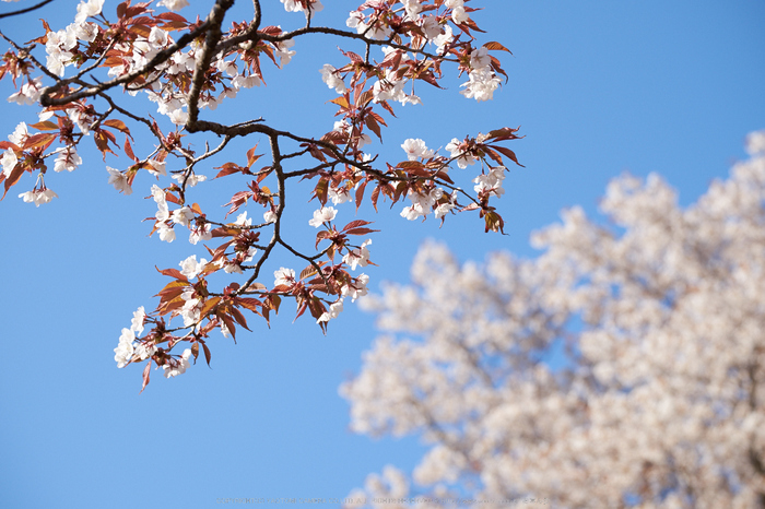 屏風岩公苑・桜(DSCF5677,F6.4,81.9mm,iso200)2014yaotomi_.jpg