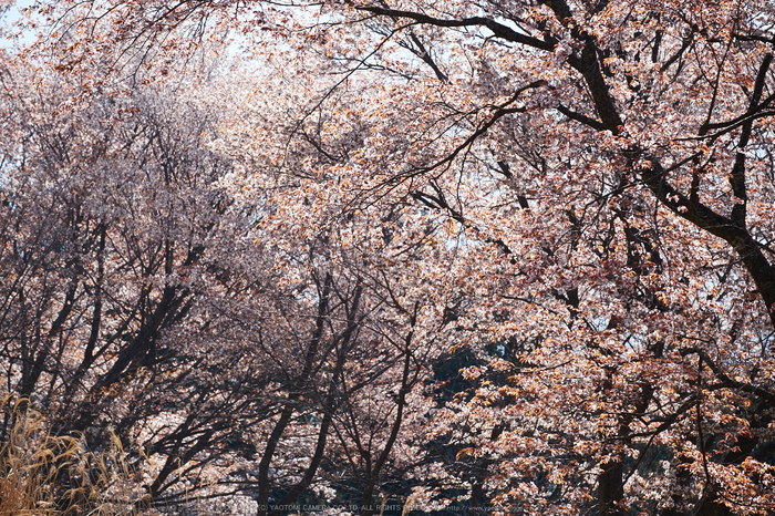 屏風岩公苑・桜(DSCF5679,F6.4,121.8mm,iso200)2014yaotomi_.jpg