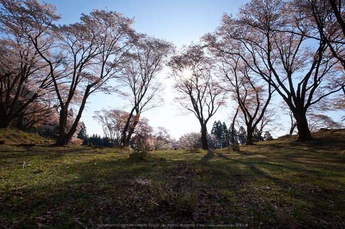 屏風岩公苑・桜(DSCF5687,F11,10mm,iso200)2014yaotomi_.jpg