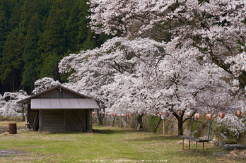 岩端・桜(DSCF0294,F3.2,56mm)2014yaotomi_.jpg