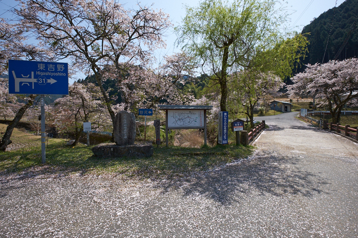 岩端・桜(DSCF5283,F8,10mm)2014yaotomi_.jpg