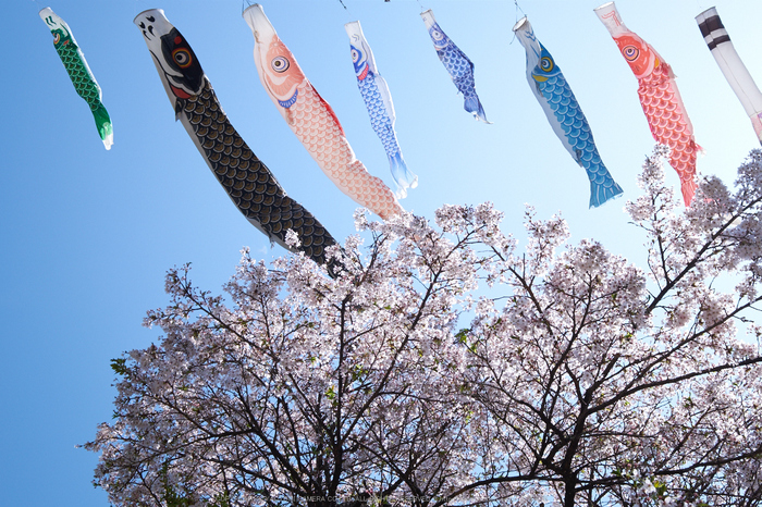 岩端・桜(DSCF5303,F8,22.9mm)2014yaotomi_.jpg