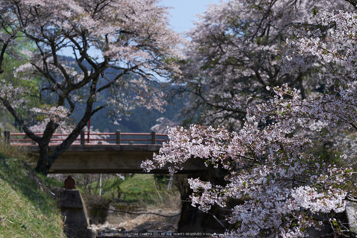 岩端・桜(DSCF5305,F3.2,56mm)2014yaotomi_.jpg