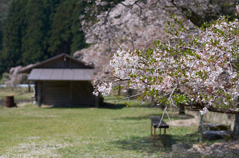 岩端・桜(DSCF5325,F2.5,56mm)2014yaotomi_.jpg