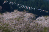 岩端・桜(DSCF5342,F9,104.9mm,FULL)2014yaotomi_.jpg