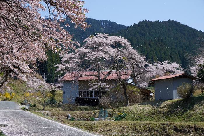 岩端・桜(DSCF5360,F10,44.4mm)2014yaotomi_.jpg