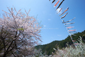 岩端・桜(DSCF5372,F10,10mm,FULL)2014yaotomi_.jpg