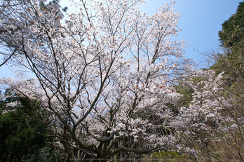 月うさぎ・桜(DSCF5380,F10,10mm)2014yaotomi_.jpg