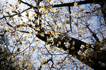 月うさぎ・桜(DSCF5388,F4,18.2mm)2014yaotomi_.jpg