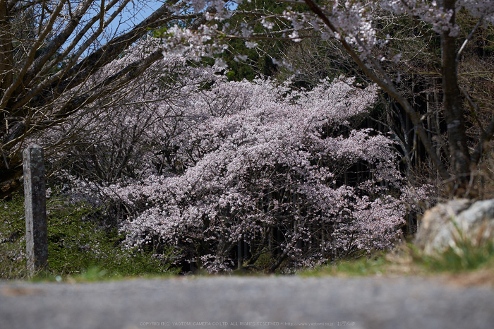 月うさぎ・桜(DSCF5411,F5,70.5mm)2014yaotomi_.jpg