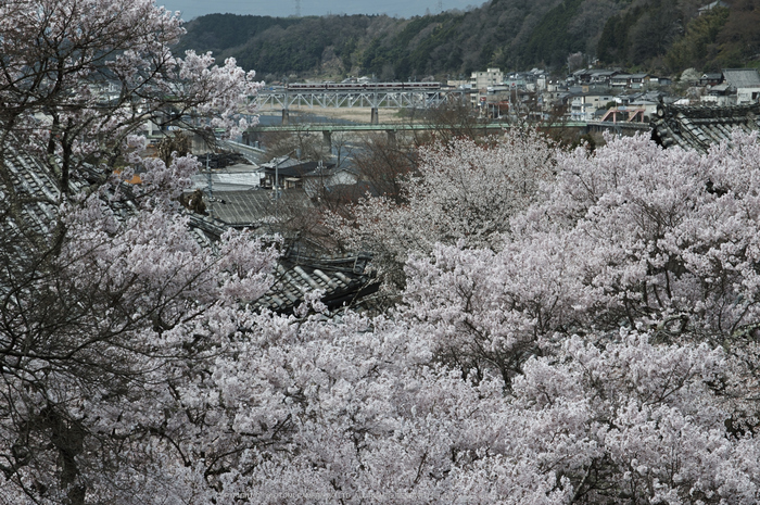 本善寺,桜(PK3_8602,F10,70mm)2014yaotomi_.jpg