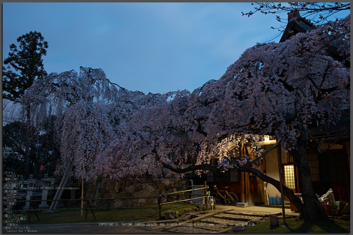 氷室神社,桜(PK3_7887,F8,19mm)2014yaotomi_Top.jpg
