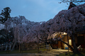 氷室神社,桜(PK3_7887,F8,19mm,FULL)2014yaotomi_.jpg
