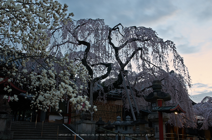 氷室神社,桜(PK3_7903,F8,23mm)2014yaotomi_.jpg