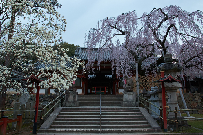 氷室神社,桜(PK3_7920,F8,19mm)2014yaotomi_.jpg