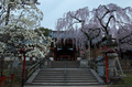 氷室神社,桜(PK3_7920,F8,19mm,FULL)2014yaotomi_.jpg