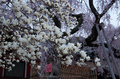 氷室神社,桜(PK3_7925,F7.1,48mm,FULL)2014yaotomi_.jpg