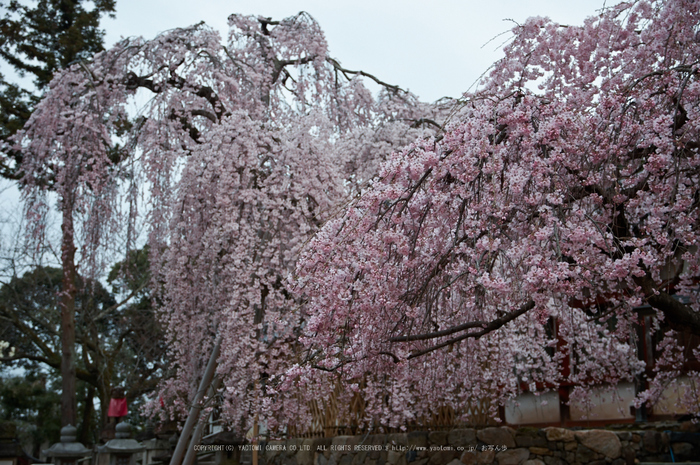 氷室神社,桜(PK3_7941,F3.5,34mm)2014yaotomi_.jpg