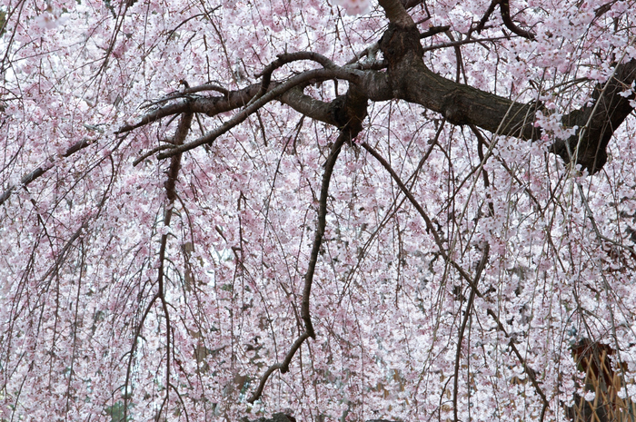 氷室神社,桜(PK3_7946,F10,70mm)2014yaotomi_.jpg