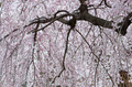 氷室神社,桜(PK3_7946,F10,70mm,FULL)2014yaotomi_ (1) .jpg