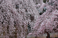 氷室神社,桜(PK3_7953,F5.6,70mm,FULL)2014yaotomi_ (1) .jpg