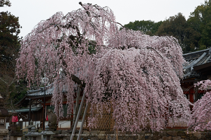 氷室神社,桜(PK3_7959,F8,48mm)2014yaotomi_.jpg